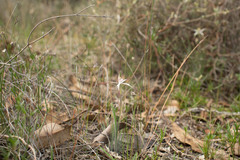 Caladenia hiemalis