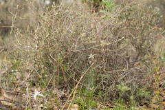 Caladenia hiemalis
