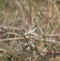 Caladenia hiemalis