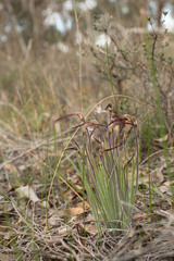 Caladenia hiemalis