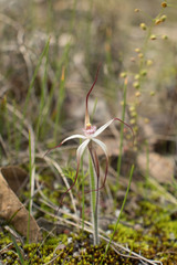 Caladenia hiemalis