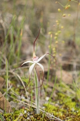 Caladenia hiemalis