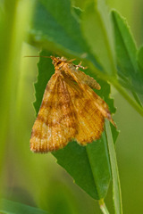 Macaria brunneata