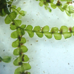Chiloscyphus polyanthos rivularis