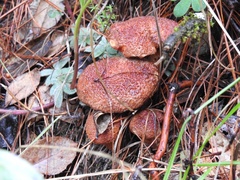 Aureoboletus russellii