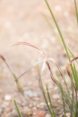Caladenia hiemalis