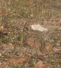 Caladenia hiemalis