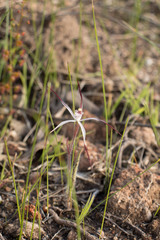 Caladenia hiemalis