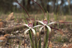 Caladenia hiemalis