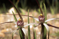 Caladenia hiemalis