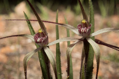 Caladenia hiemalis