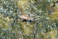 Ellipsoptera macra