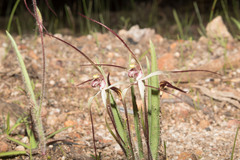 Caladenia hiemalis