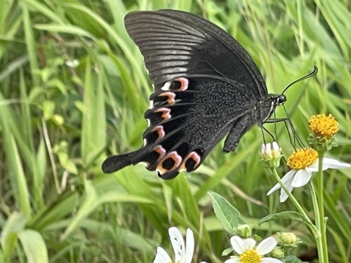 Paris Peacock Swallowtail