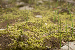 Eccremidium arcuatum