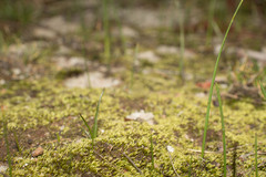 Eccremidium arcuatum