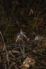 Caladenia hiemalis