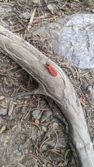 Dictyoptera
