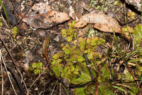 Drosera tubaestylis