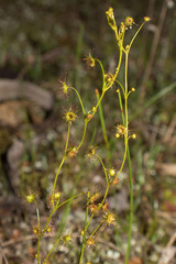 Drosera intricata