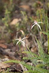 Caladenia hiemalis
