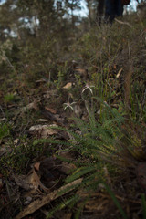 Caladenia hiemalis