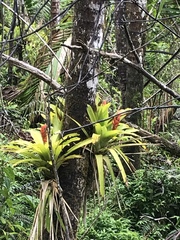 Guzmania berteroniana