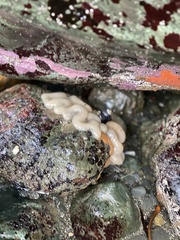 Cystodytes lobatus