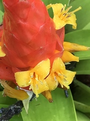 Guzmania berteroniana