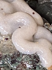 Cystodytes lobatus