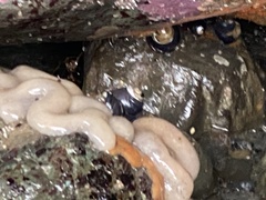 Cystodytes lobatus