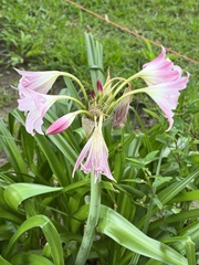 Crinum moorei
