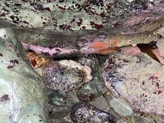 Cystodytes lobatus