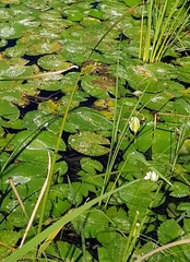 Nymphaea pubescens