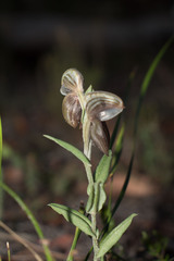 Pterostylis concava