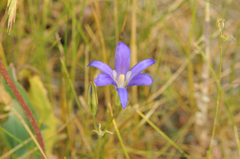 Brodiaea elegans elegans