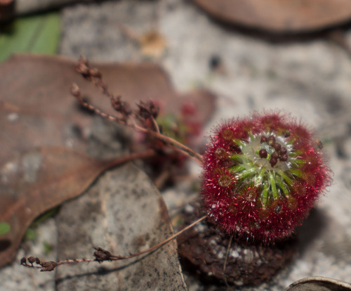 Drosera paleacea