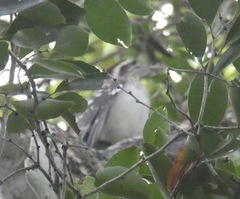 Dromococcyx phasianellus