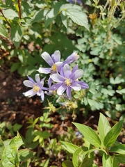 Aquilegia coerulea coerulea