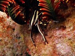 Allogalathea elegans