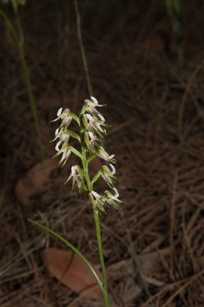 Prasophyllum parvifolium