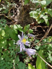 Aquilegia coerulea coerulea