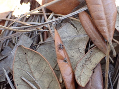 Anasaitis canosa image