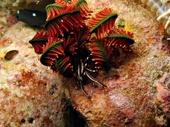 Allogalathea elegans