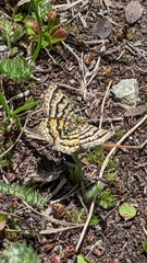 Epelis truncataria