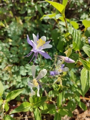 Aquilegia coerulea coerulea