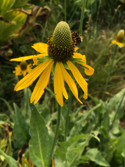 Rudbeckia californica