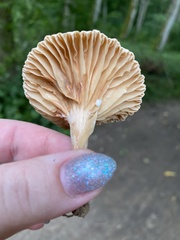Lactifluus gerardii