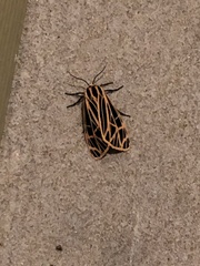 Apantesis virguncula