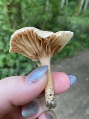 Lactifluus gerardii